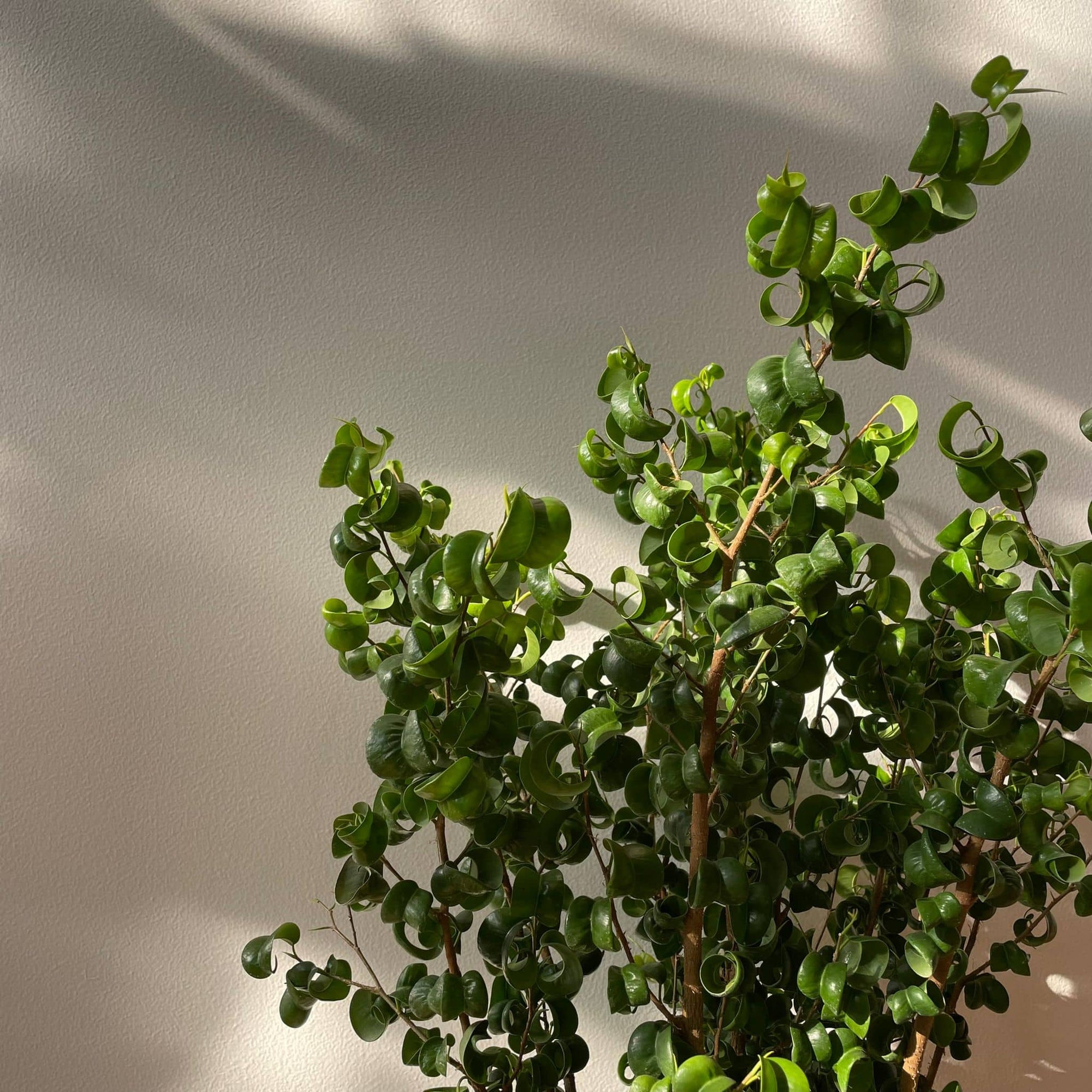 Ficus benjamina barok フィカス ベンジャミン バロック