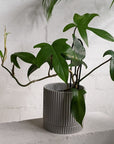 Eyre Planter by The Plant Society エアープランター