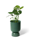 ゴブレットプランター Goblet Planter By Lightly