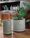 hasami planter small and medium in white graze in The Plant Society Paddington