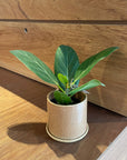 Ficus Audrey (Ficus benghalensis) フィカス  ベンガレンシス