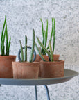 Amalfi Terracotta Planter アマルフィ テラコッタプランター