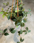 Peperomia pteolata  ペペロミア プテオラータ