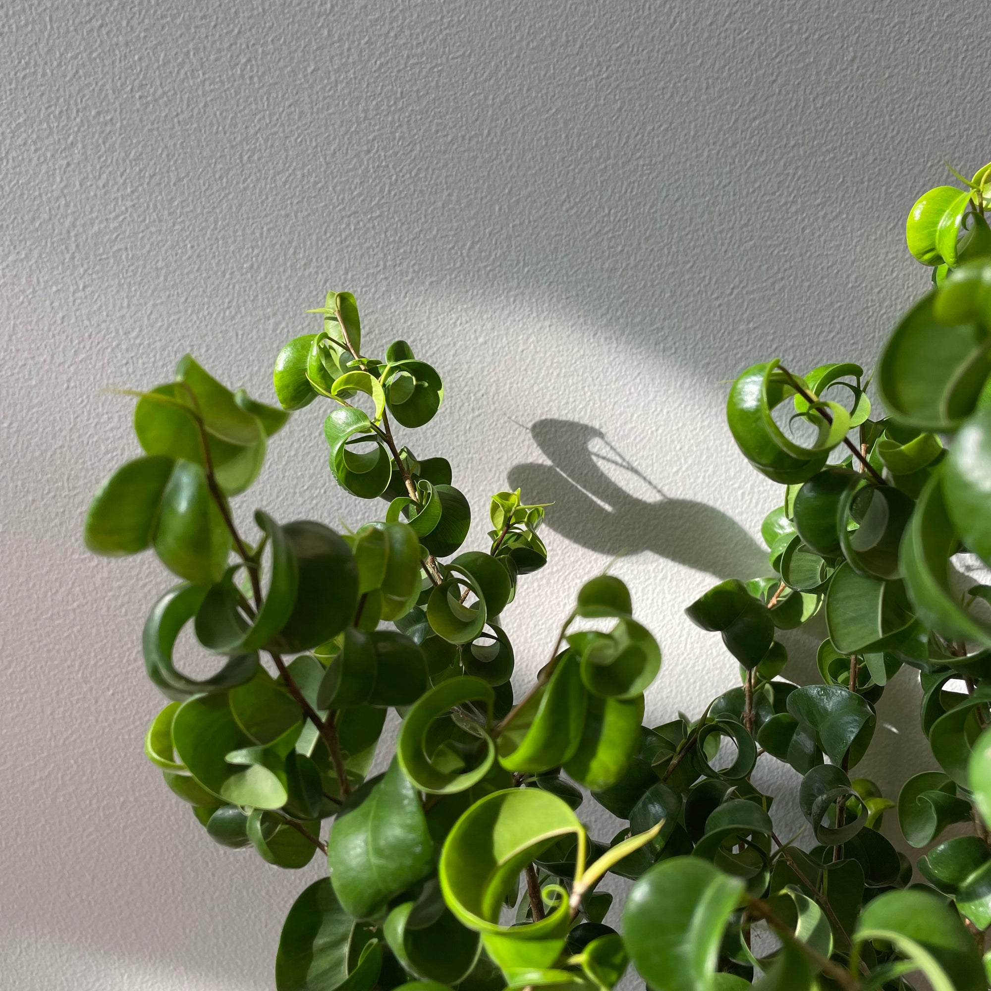 Ficus benjamina barok フィカス ベンジャミン バロック