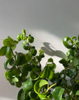 Ficus benjamina barok フィカス ベンジャミン バロック