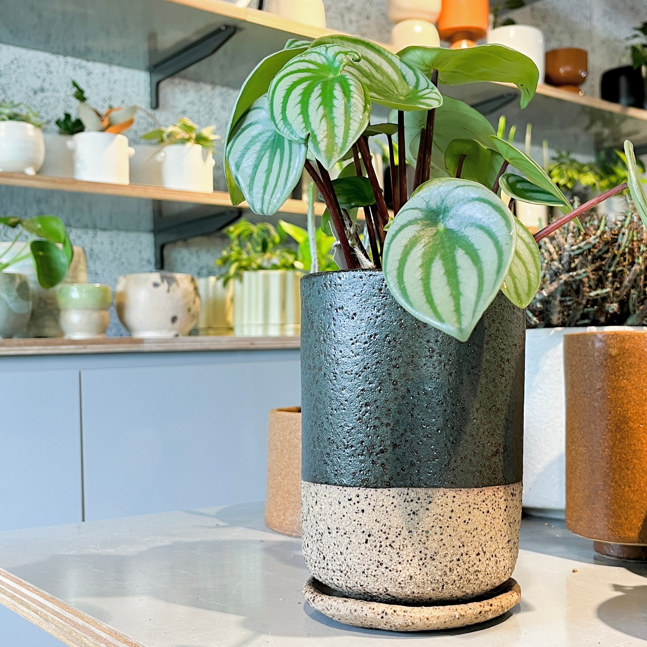 ハンドメイド 植木鉢 I プラントソサエティトーキョー – THE PLANT SOCIETY TOKYO