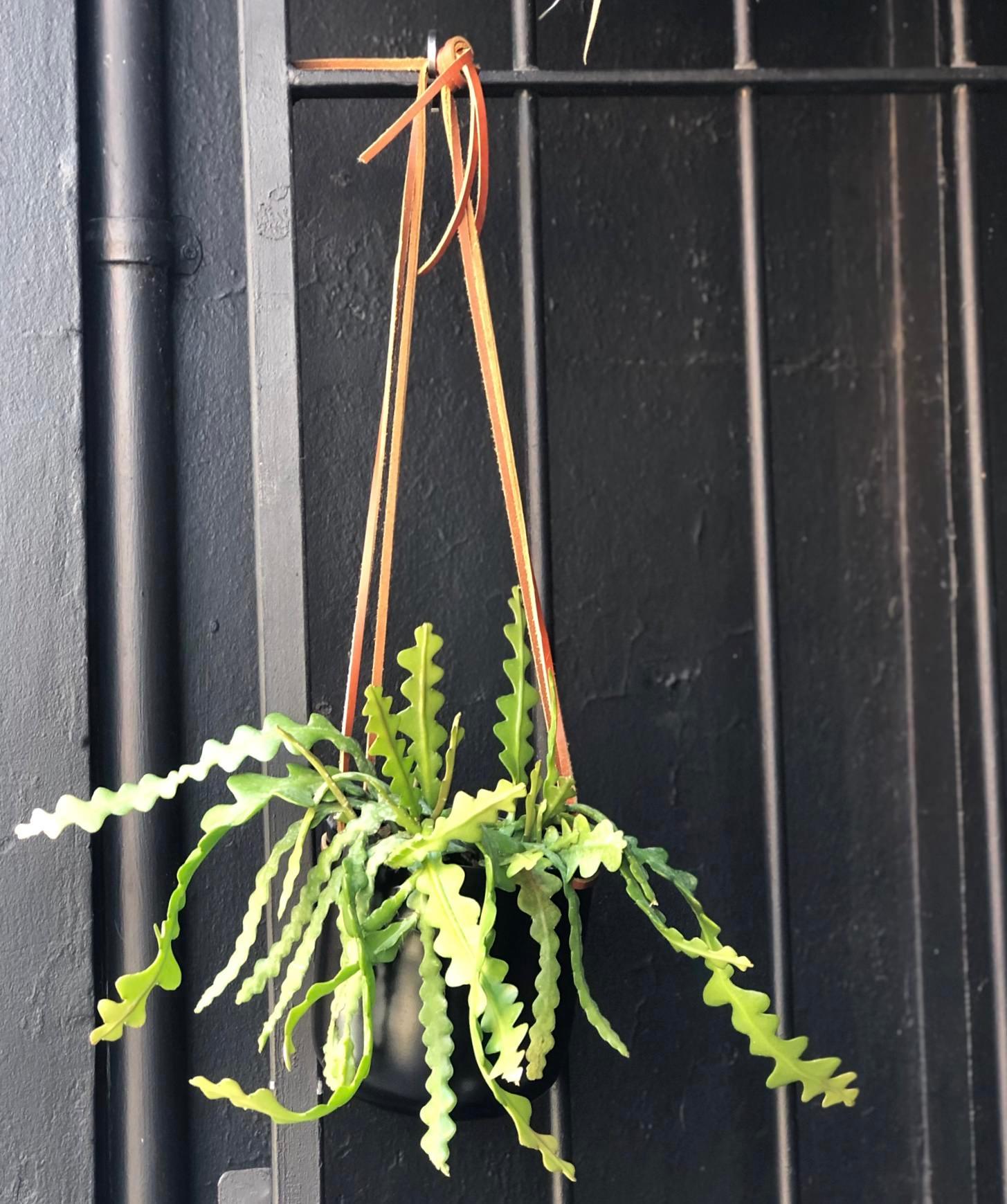 Hanging Planter by Lightly ハンギングプランター