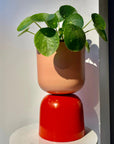 Two Tone Goblet Planter by Lightly ツートーン ゴブレットプランター