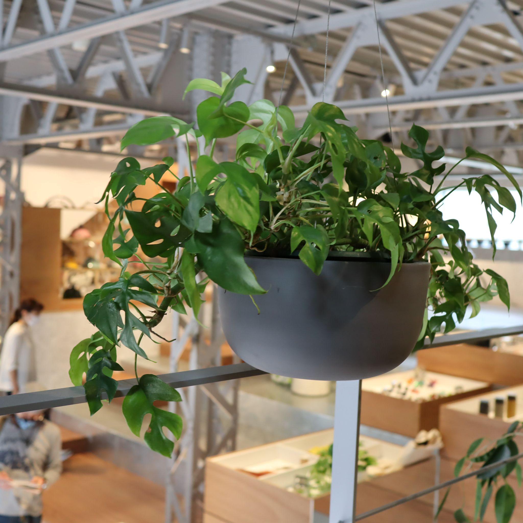 ヒメモンステラ I インドアプランツ I プラントソサエティトーキョーフラッグシップ – THE PLANT SOCIETY TOKYO