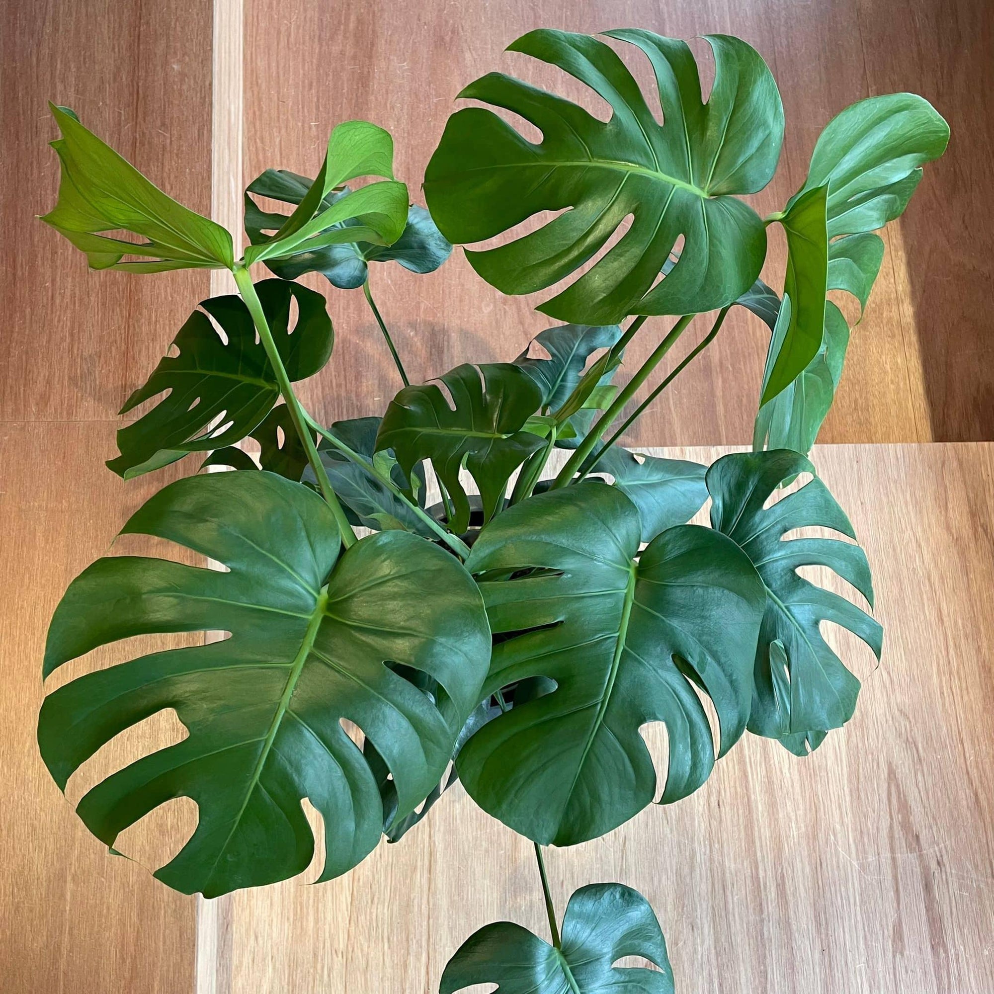 Fruit Salad Plant (Monstera deliciosa)  モンステラ デリシオーサ