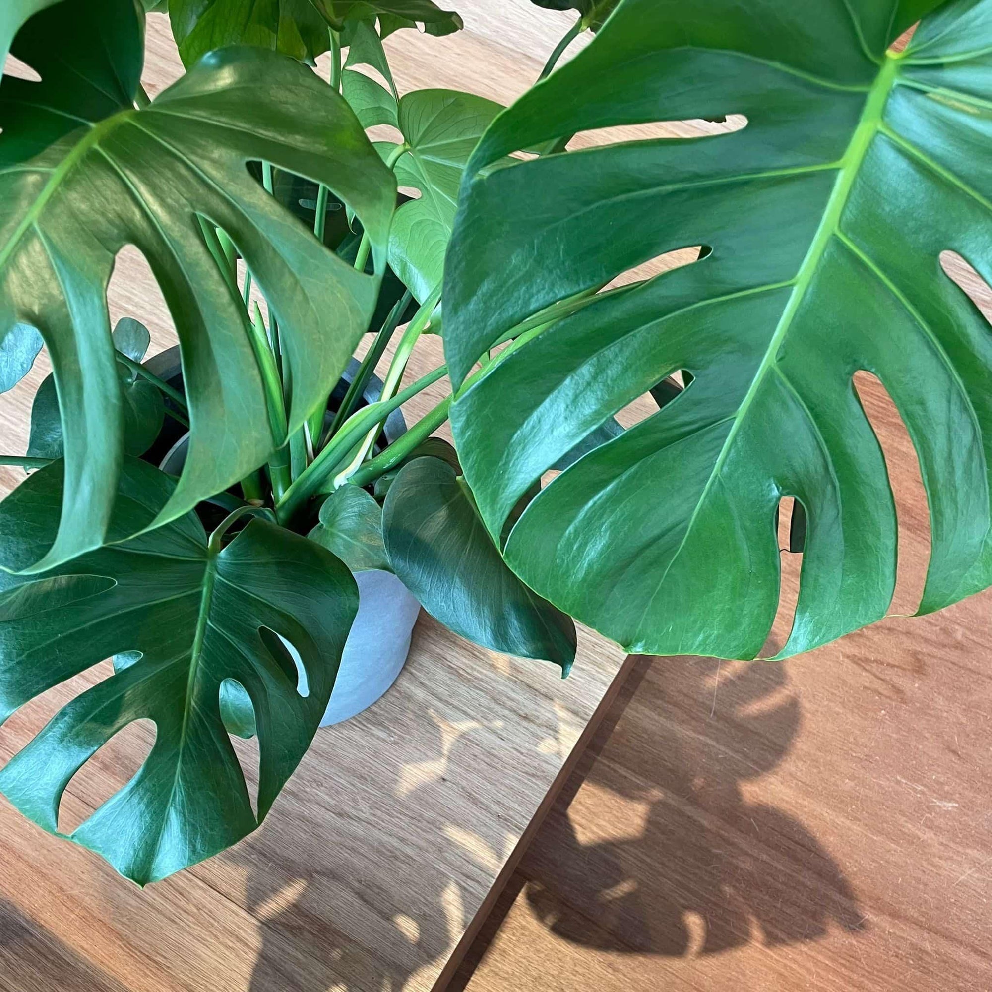 Fruit Salad Plant (Monstera deliciosa)  モンステラ デリシオーサ