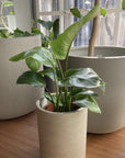 Tall Tub Planter トールタブプランター